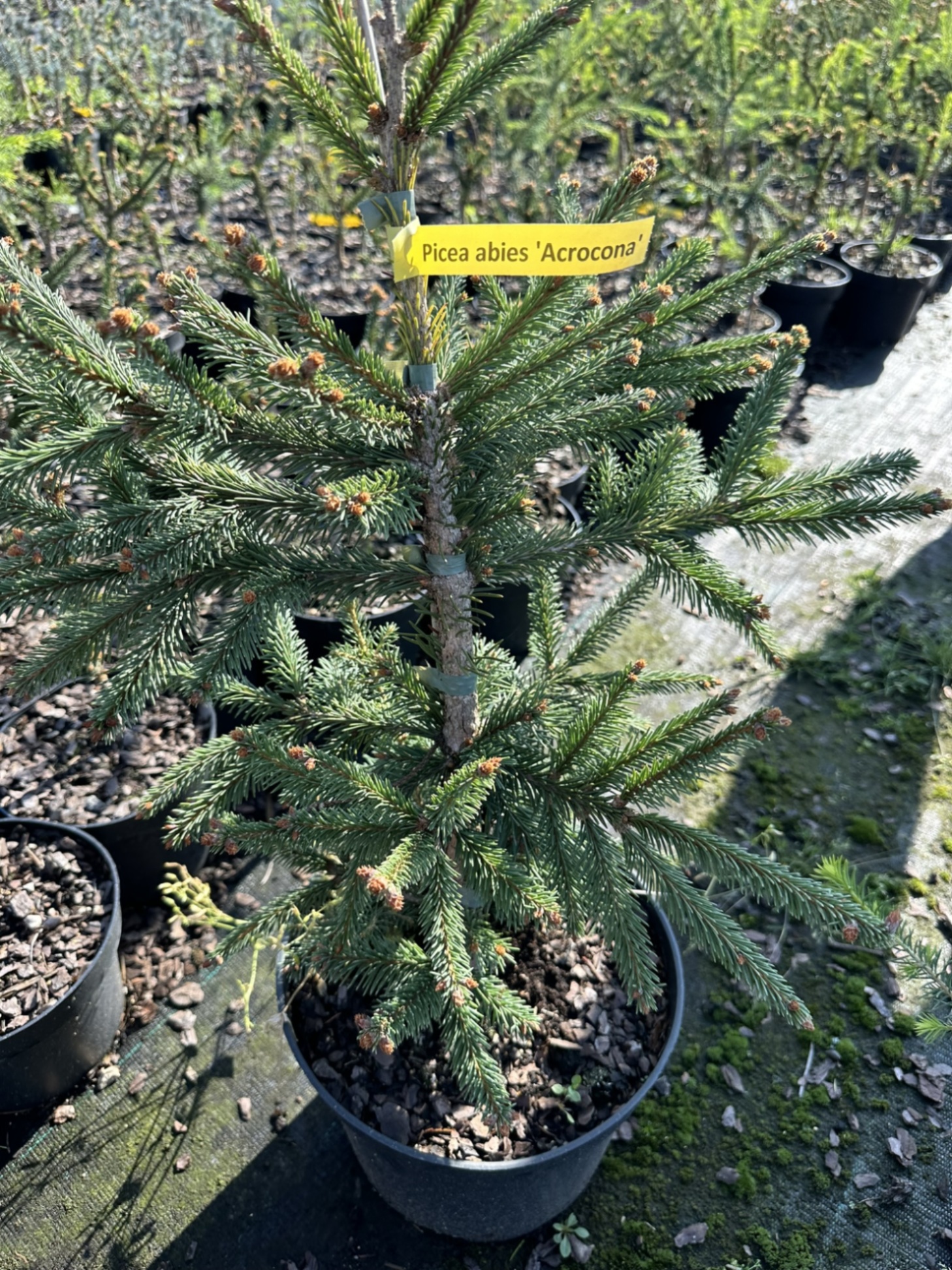 Ель обыкновенная Акрокона